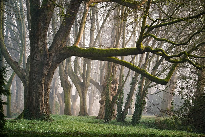 Forest Fairy Tale